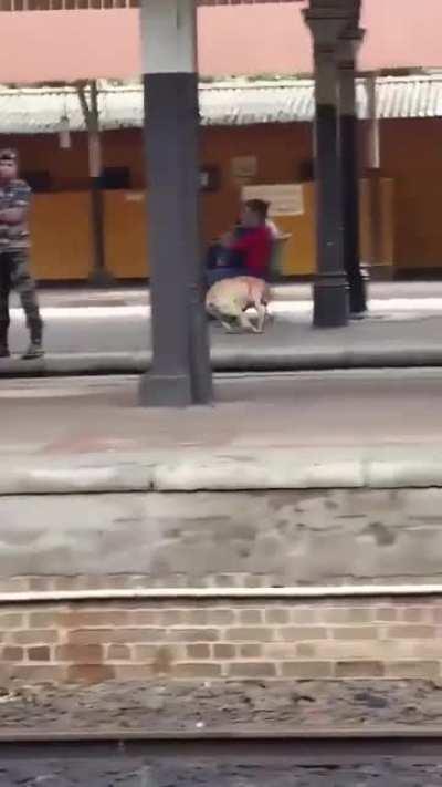 The dog asked for some play time