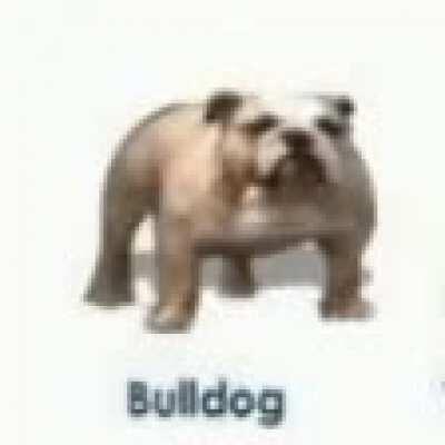 Bulldog