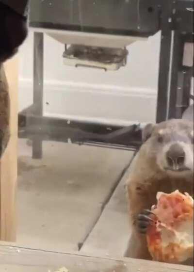 The most passive-aggressive woodchuck ever.