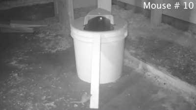 I Discovered The Best Mouse Trap Ever