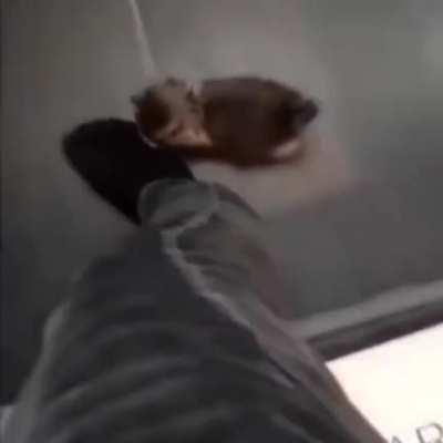 What a cute cat 🥰