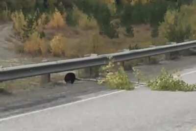 🔥 This busy beaver on a highway in Alaska...