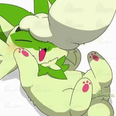 Playing with sprigatito