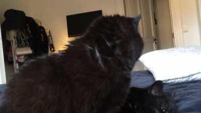 Looking smart with a 5ft blep