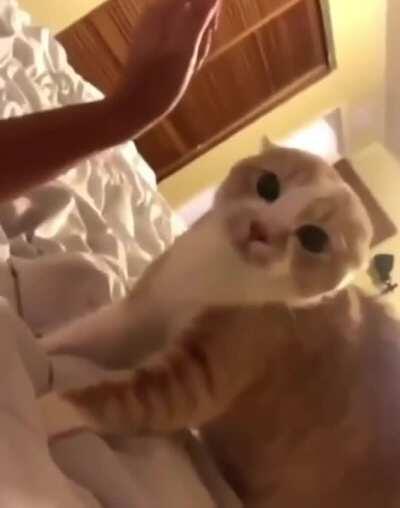 Owner with a new face