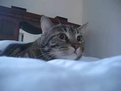 Lurking in the puffy bed