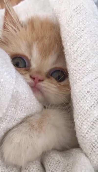 A small fluffy look...