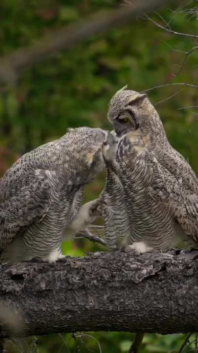 Owl You Need Is Love