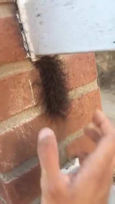 When r/AbruptChaos and r/TIHI collide....