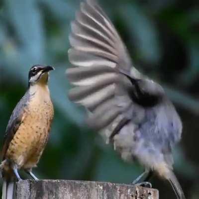 Female Victoria’s riflebird unimpressed by mating dance