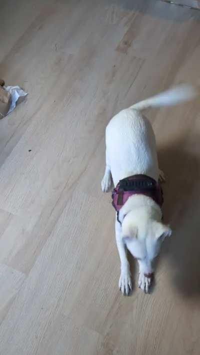 Schnitzel receiving fresh grilled ribeye