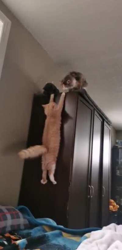 Брат, помоги... Не брат ты нам, шкура рыжая...