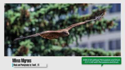 [FEEDBACK] ToneR_FS - Milvus Migrans - Soundtrack