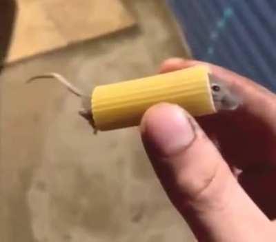 Poor mouse stuck in a piece of Pasta