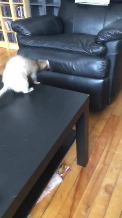 Ferret’s: they’re basically just tubular cats.