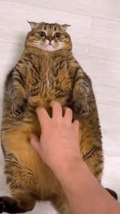 Massive Fluffy Unit gets a belly rub