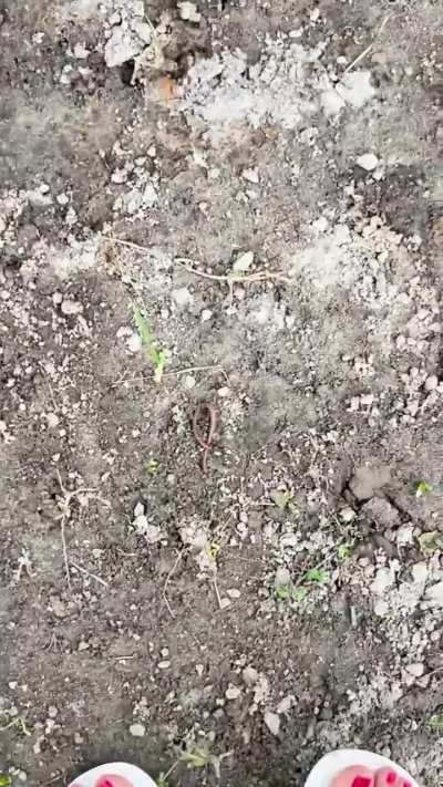 Found a worm 😋