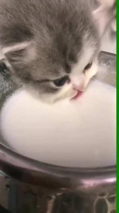 Little kitty So hungry !!!