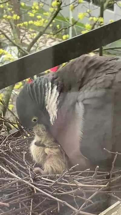 Baby Napoleon and Pedro are 24 hours old now and very hungry!!