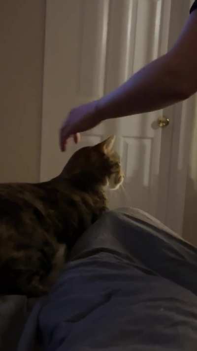 Trying to move her at the end of the night when she’s comfy.