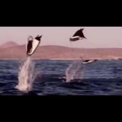 Majestic sea flap flap