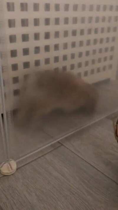 Trying to litter box train him by confining his space only at night but his cuteness level is making it difficult