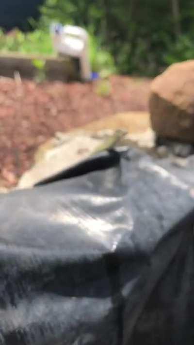 A derpy little snek boi I met today