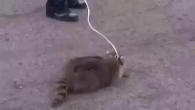 Raccoons are the best periodt