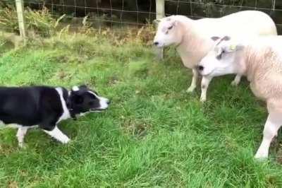 Border collie knows how to do his job well