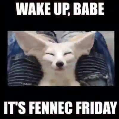 its fennec friday !!