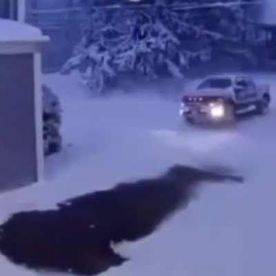 my man went horizontal