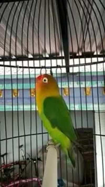 Poor Parrot-chan