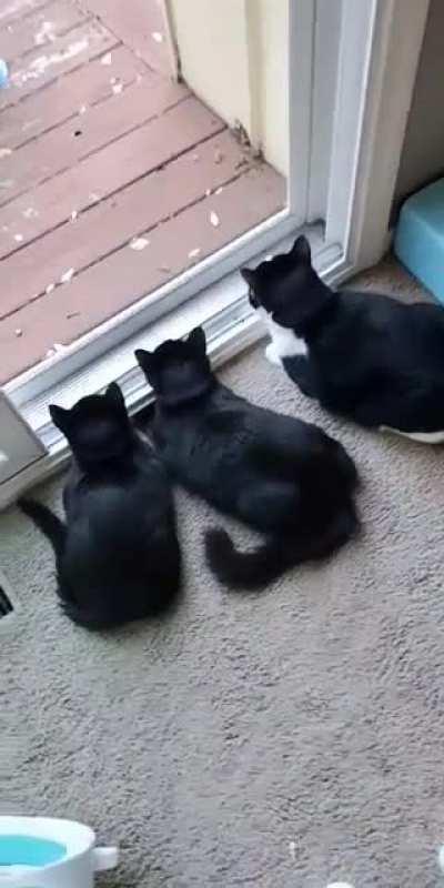 Unison activation sound from my 4 month old kittens Mordecai & Rigby.