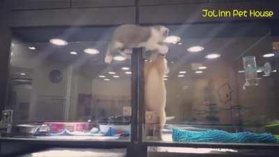 Котенок и щенок