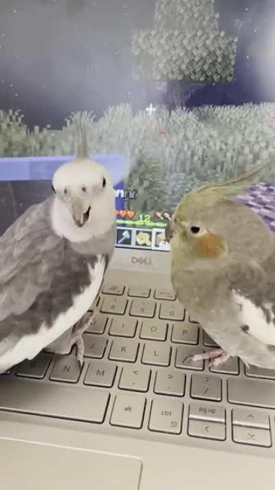 Gamer birds!