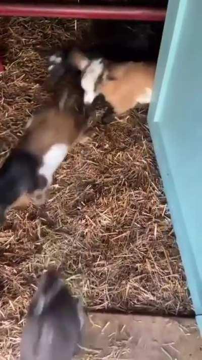 Baby goat feeding time!