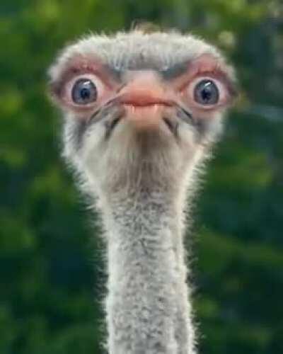 Huhu👋👋👋👋👋 Hat mir die Jutta 👩🏻‍🦱 gewotsäbt✉ Die schickt mir immer so tolle und lustige Sachen 🤣🤣🤣🤣😂😅😂😅😂🤣😂🤣😂😅😂😅😂🤣😂 Fasching darf nicht wegen Corinna 🤣🤣🤣🤭 ausfallen 😭😭😭🤡 GaLiGrü eure Elke 😄😄😄😄😄😄