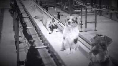 (SOUND ON) The Current State of Dogelore