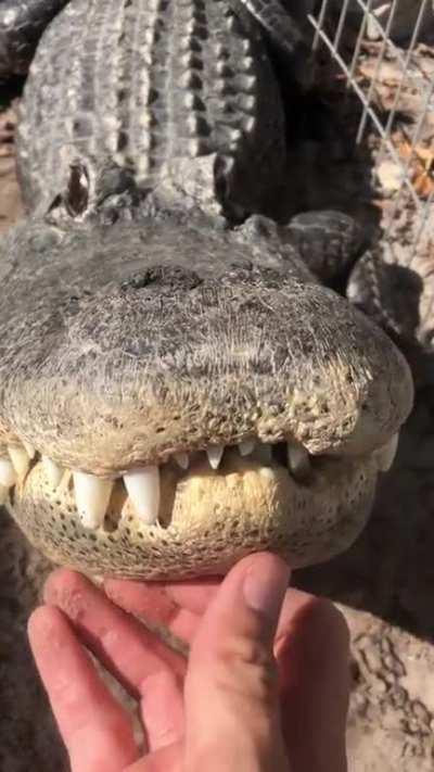 Meet Casper, an alligator. This is how they purr when getting scritches