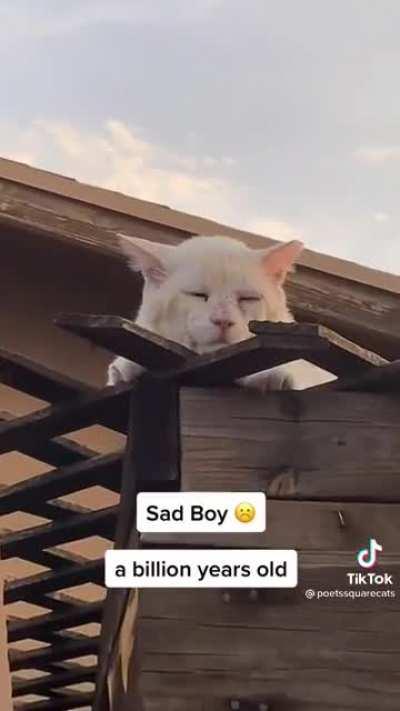 Not cat shaped is, my favorite