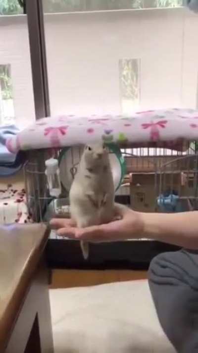 Birds aren't the only contestants that can keep their head steady