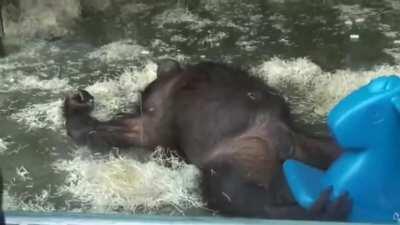 MONKE strong!!1! 🥵😡🤬