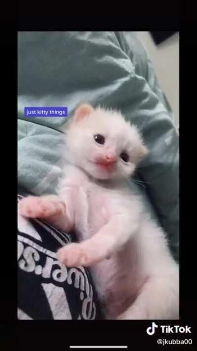 Diary of a foster kitten