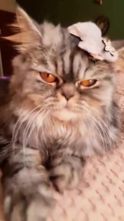 As a cat, I see the world as having strict rules everyone must follow or be punished in some way. I think it's safe to classify these rules into 2 categories: 