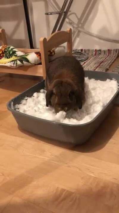 Miso got to enjoy snow for the first time, and she loved it!