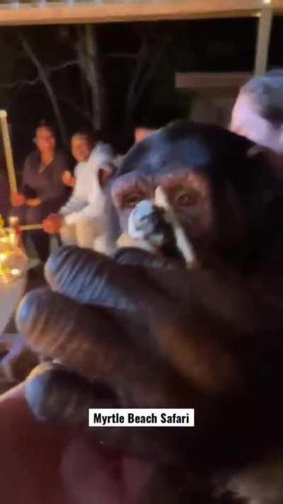 Monke makin da s'mores