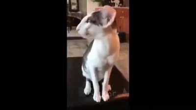 Show this to your toxoplasma gondii please