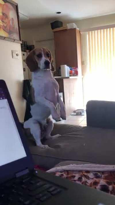 Do beagles normally do this when they’re about to get cozy? Lol it’s the best.