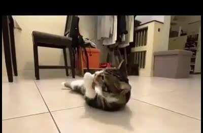 One day I will get that asshole cat and when I do.....gonna be hell to pay