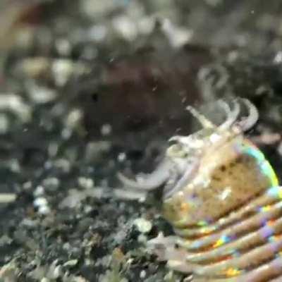 E. aphroditois, commonly known as the Bobbit Worm or Sand Striker; growing as long as 3 m (10 ft). It is an ambush predator, hunting by burrowing its body in the ocean floor and waiting until its antennae detect prey, striking with its sharp mandibles.